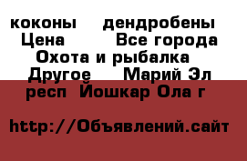 коконы    дендробены › Цена ­ 25 - Все города Охота и рыбалка » Другое   . Марий Эл респ.,Йошкар-Ола г.